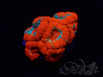 WYSIWYG RAH Micromussa Lava Burst