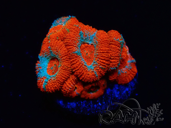 WYSIWYG RAH Micromussa Lava Burst