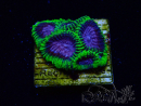 WYSIWYG - WWC Favia Space Monkey 3D5
