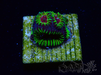 WYSIWYG - RAH Favia Red Barcode