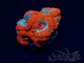 WYSIWYG RAH Micromussa Lava Burst