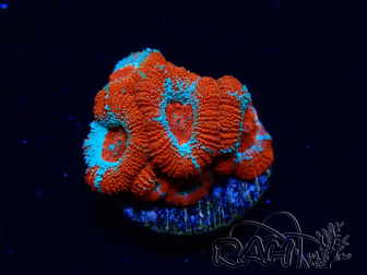 WYSIWYG RAH Micromussa Lava Burst