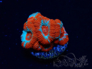 WYSIWYG RAH Micromussa Lava Burst