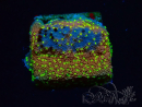 WYSIWYG Montipora Habanero