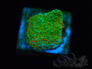 WYSIWYG Montipora Chili Pepper 11D1