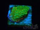 WYSIWYG Montipora Chili Pepper 11D2