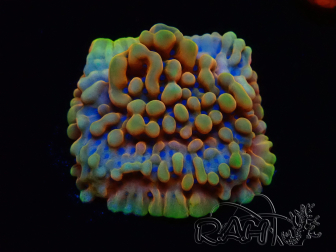 WYSIWYG Montipora Crazy T