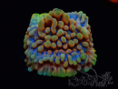 WYSIWYG Montipora Crazy T
