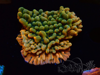 WYSIWYG JF Montipora Brain Freeze 11G3