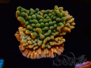 WYSIWYG JF Montipora Brain Freeze 11G3