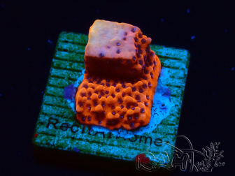 WYSIWYG RAH Montipora Mystic Sunset 11G6
