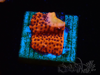 WYSIWYG RAH Montipora Mystic Sunset 11G7