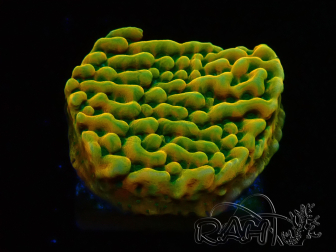 WYSIWYG JF Beach Bum Montipora 11I6