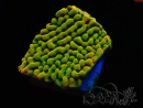 WYSIWYG JF Beach Bum Montipora 11I8