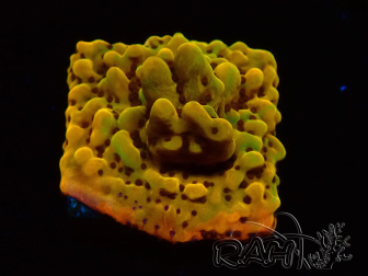 WYSIWYG RAH Montipora Passion Fruit 11J6