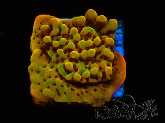 WYSIWYG RAH Montipora Passion Fruit 11J7