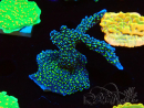 WYSIWYG Montipora hispida Hulk 11K2