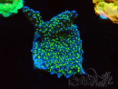 WYSIWYG Montipora hispida Hulk 11K3