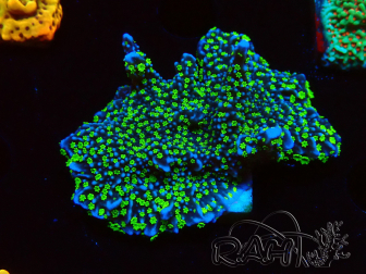 WYSIWYG Montipora hispida Hulk 11K4