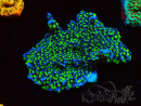 WYSIWYG Montipora hispida Hulk 11K4