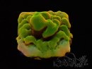 WYSIWYG RAH Montipora Orange Punch 11K5