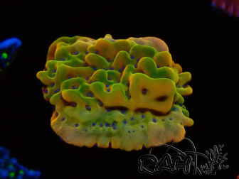 WYSIWYG RAH Montipora Orange Punch