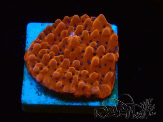 WYSIWYG RAH Montipora Princesa Melocotón
