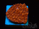 WYSIWYG RAH Montipora Princess Peach 11M1