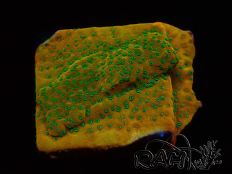 WYSIWYG RAH Montipora Ácido Naranja