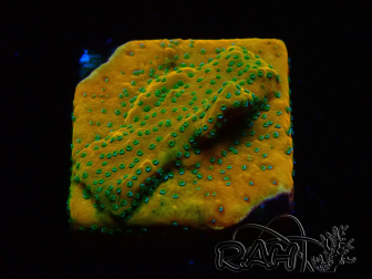 WYSIWYG RAH Montipora Acid Orange 11M8