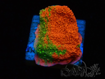 WYSIWYG WWC Sunfire GRAFTED Montipora plateau
