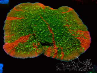 WYSIWYG WWC Sunfire GRAFTED Montipora plate