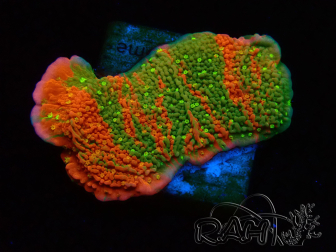 WYSIWYG WWC Sunfire GRAFTED Montipora plateau 11N7