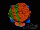 WYSIWYG WWC Sunfire GRAFTED Montipora plateau 11N8
