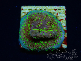 WYSIWYG Montipora Habanero