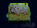 WYSIWYG Montipora Habanero