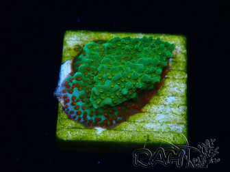 WYSIWYG Montipora Chili Pepper 11D2