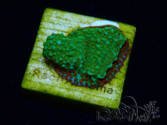 WYSIWYG Montipora Chili Pepper 11D3