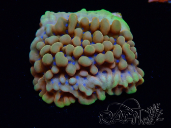 WYSIWYG Montipora Crazy T 11E1