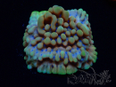 WYSIWYG Montipora Crazy T