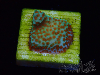WYSIWYG RAH Montipora Reverse Sunset