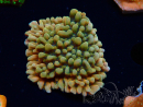 WYSIWYG JF Montipora Brain Freeze 11G4