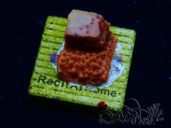WYSIWYG RAH Montipora Mystic Sunset 11G6