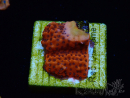 WYSIWYG RAH Montipora Mystic Sunset 11G7