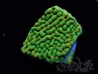 WYSIWYG JF Beach Bum Montipora