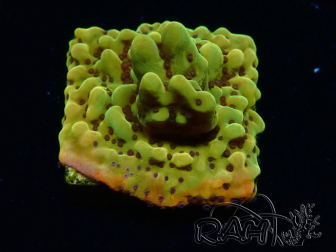WYSIWYG RAH Montipora Passion Fruit 11J6