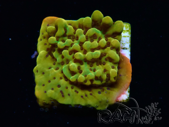 WYSIWYG RAH Montipora Passion Fruit