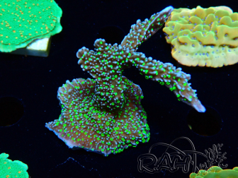 WYSIWYG Montipora hispida Hulk
