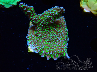 WYSIWYG Montipora hispida Hulk 11K3