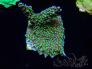 WYSIWYG Montipora hispida Hulk